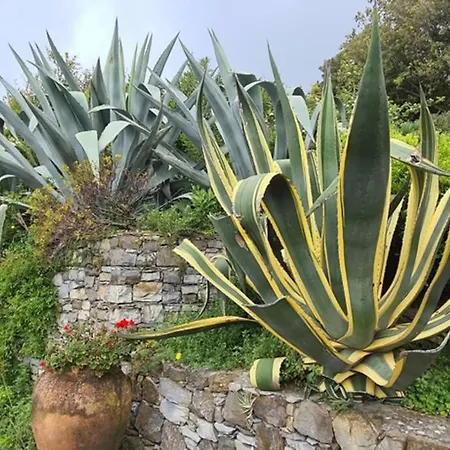 Agave - House With Terrace